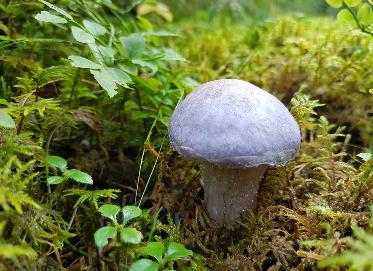 sininen sieni